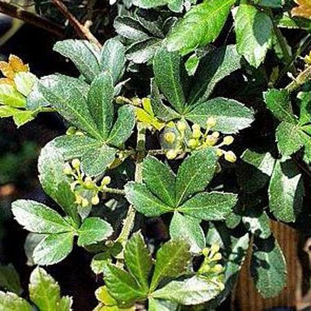 Cissus striata on frame