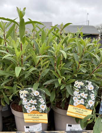 CISTUS P. ALAN FRADD