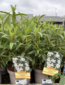 CISTUS P. ALAN FRADD