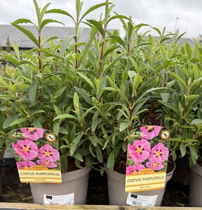 CISTUS PURPUREUS