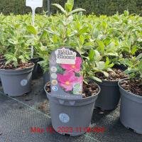 CISTUS Sunset