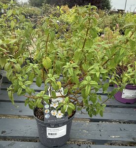 CISTUS x corbariensis