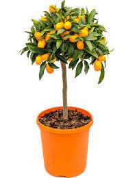 Citrofortunella Kumquat