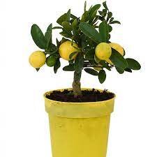 Citrus 'Limequat'