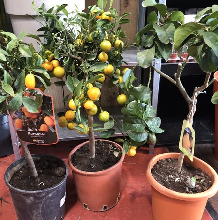 Citrus micr. Mixed