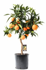 Citrus orange stem