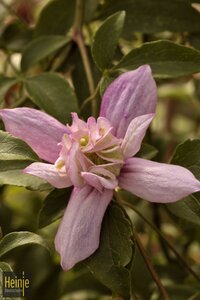 Clematis alpina 'Pink Flamingo'