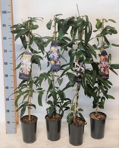 Clematis armandii mix single cane