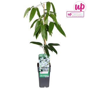 Clematis armandii single cane