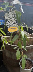 CLEMATIS ARMANDII SNOWDRIFT