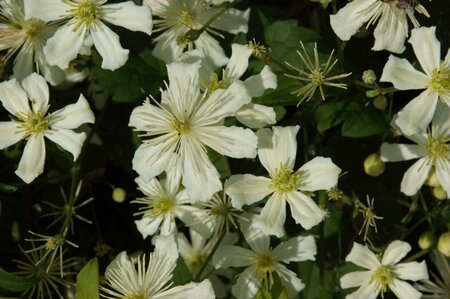 CLEMATIS ARMANDII SNOWDRIFT