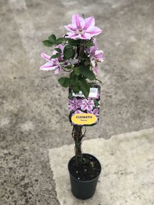 Clematis Darius single cane