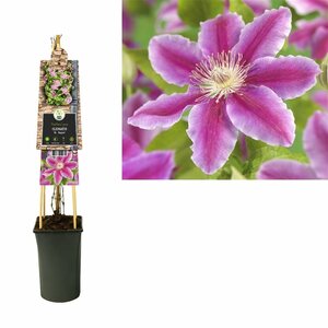 Clematis 'Dr Ruppel'
