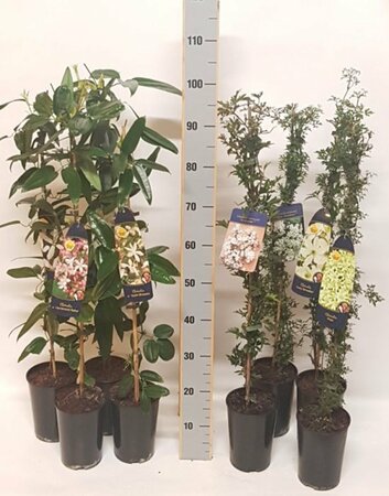 Clematis evergreen mix 2 Ltr single cane