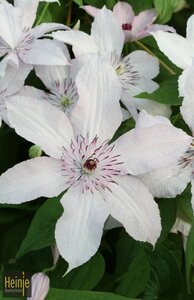 Clematis 'Forever Friends'