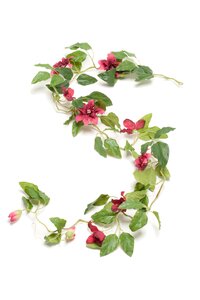 Clematis garland fuchsia 120cm