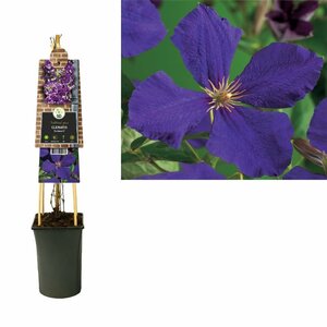 Clematis 'Jackmanii'