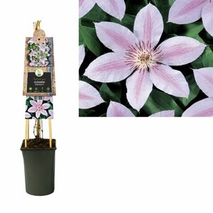 Clematis 'Jan Paul II'