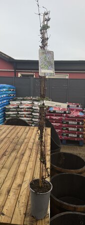 Clematis macropetala 'Maidwell Hall'