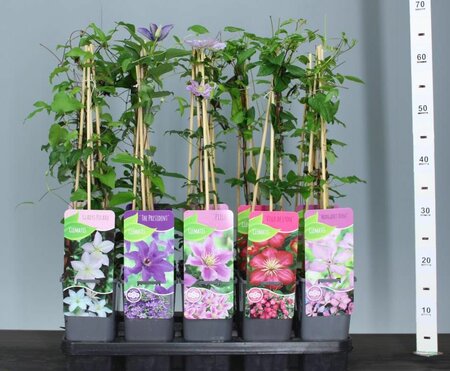 Clematis mix  4 canes