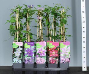 Clematis mix  4 canes