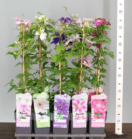 Clematis mix single cane (60 cm)