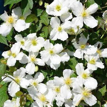 CLEMATIS Montana Alba