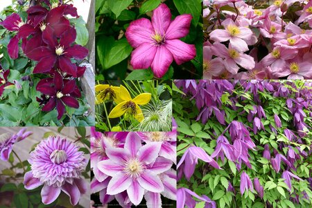 CLEMATIS MONTANA IN VARIETIES