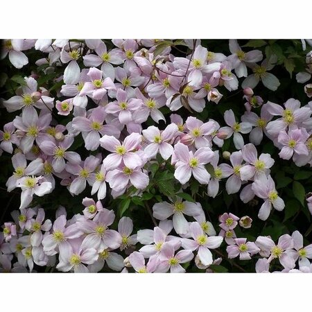 CLEMATIS MONTANA RUBENS - image 1