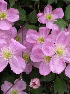 CLEMATIS MONTANA TETRAROSE