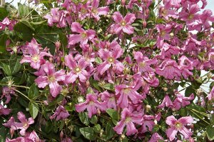 Clematis montana 'Van Gogh'