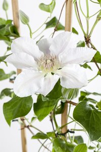 Clematis 'Mrs.George Jackman'