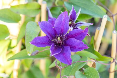 Clematis 'Multi Blue'