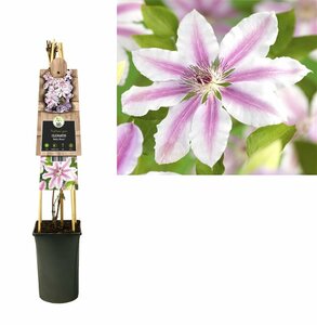Clematis 'Nelly Moser'