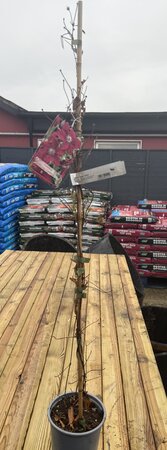 Clematis 'Rouge Cardinal'