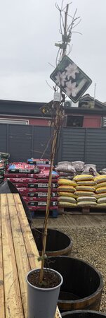 Clematis 'Snow Queen'