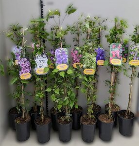 Clematis special mix