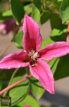 Clematis tex.'Gravetye Beauty'