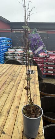 Clematis 'The President'