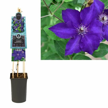 Clematis 'Wonderful Perfume'