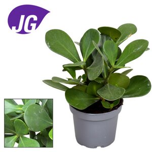 Clusia rosea green magic