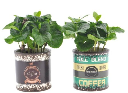 Coffea arabica