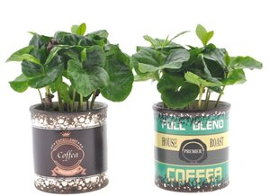 Coffea arabica
