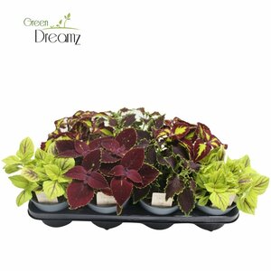 Coleus blumei mix