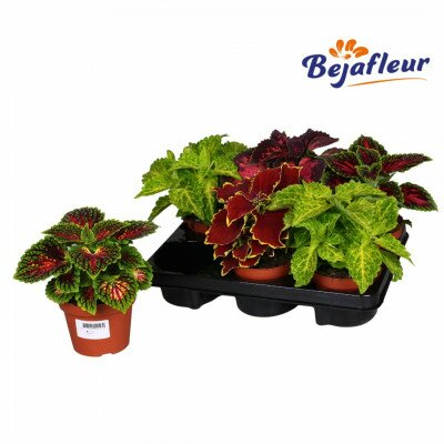 Coleus  mainstreet mixed