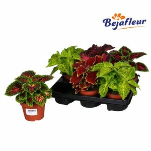 Coleus mainstreet mixed