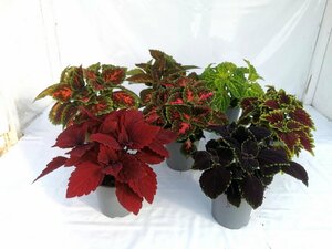 Coleus mix