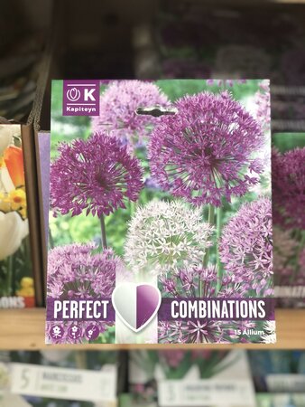 COMBI ALLIUM LARGE BALL x15