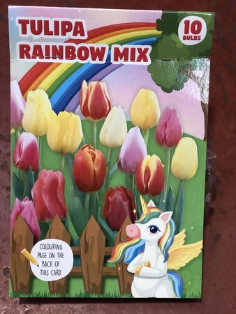 COMBI TULIP RAINBOW MIX