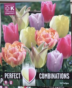 COMBI TULIPA SOFT TONES BLEND x15